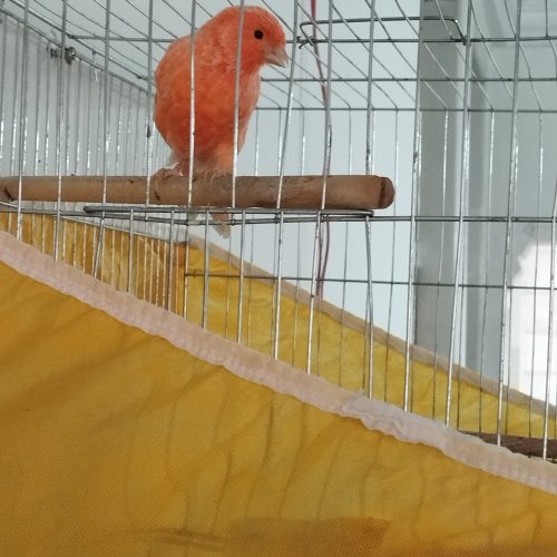 پرنده قناری