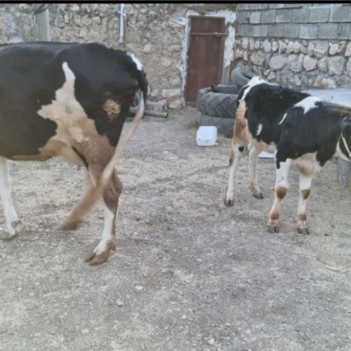 گاو سمینتال  شیرده