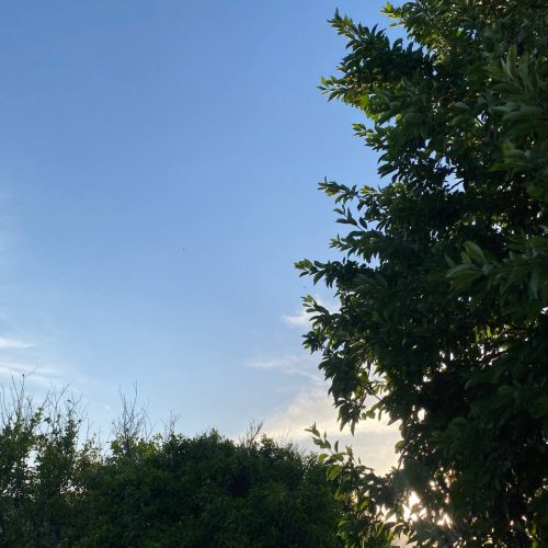 خانه ای حیاط دار و درختان میوه ای