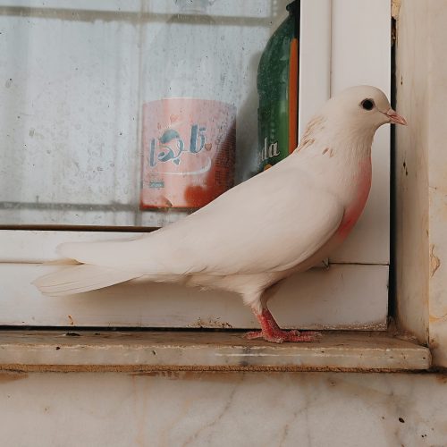 کبوتر طوقی کاکلی ماده