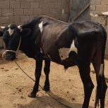 فروش گوساله گوشتی