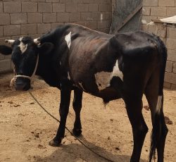 فروش گوساله گوشتی