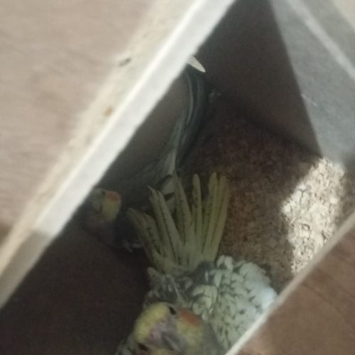 عروس پاریس مولد