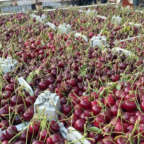 به تعدادی نیروی خانم وآقابرای برداشت محصول نیازمندیم