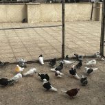 کفتر غریب گیری