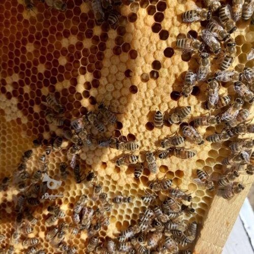 فروش فوری معاوضه هم هستم زنبور عسل کارنیکا