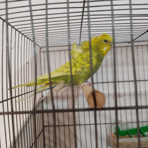 عروس هلندی لوتینو زعفرانی دستی و مرغ عشق اکثر نژاد ها