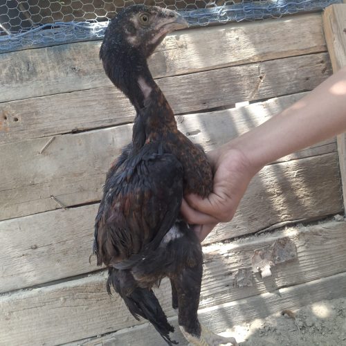 جوجه خروس لاری اصل نسل دار