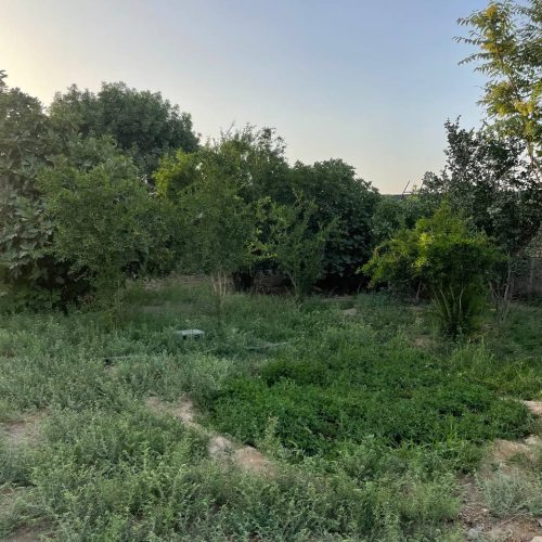 دامداری و باغچه