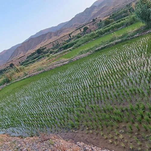 زمین ۵۰۰۰ متری با برنج به فروش میرسد