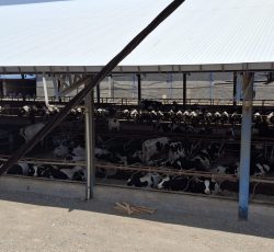 کارگر ساده گاوداری با آپارتمان رایگان جهت اسکان خانواده و بیمه