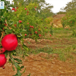 زمین کشاورزی تفت