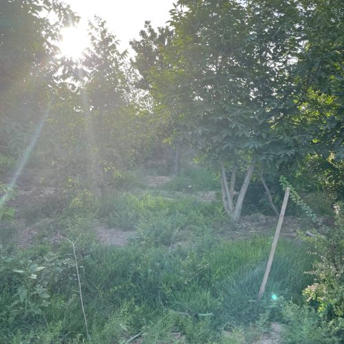 دامداری و باغچه