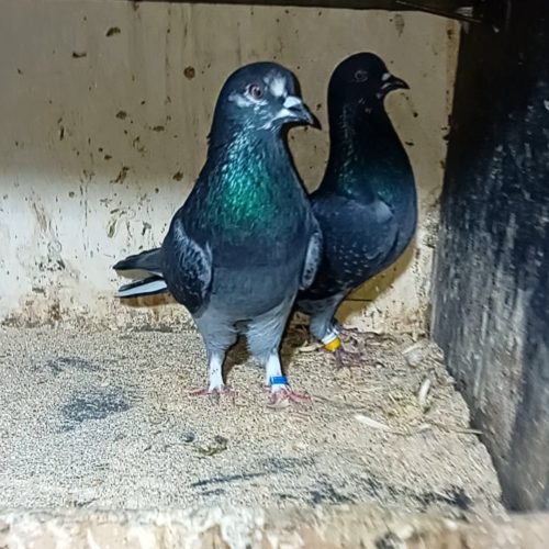 کبوتر پرشی فروش