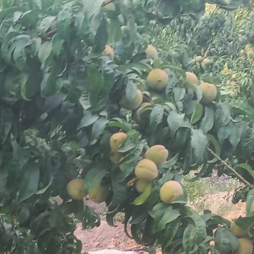 فروش باغ دلفارد