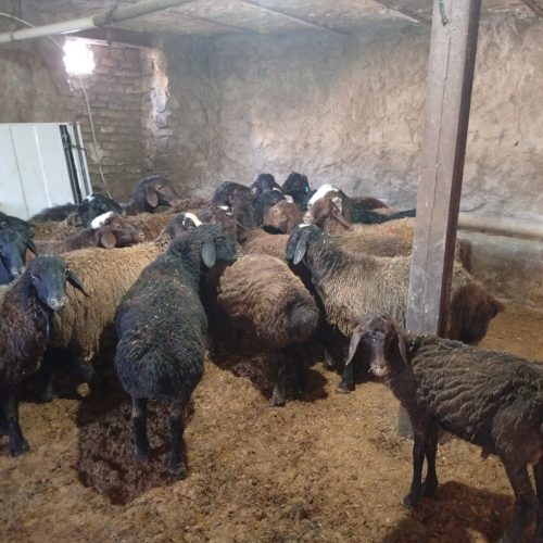 گوسفند زنده
