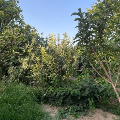 دامداری و باغچه