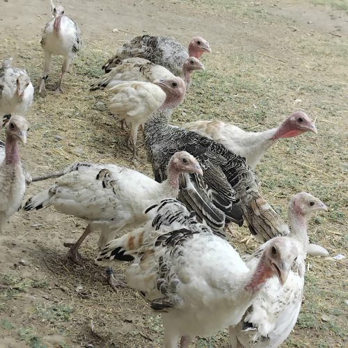 بوقلمون 5 ماه محلی