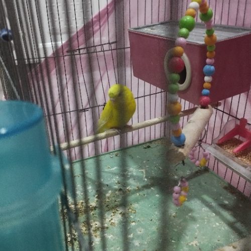 دو جفت مرغ عشق