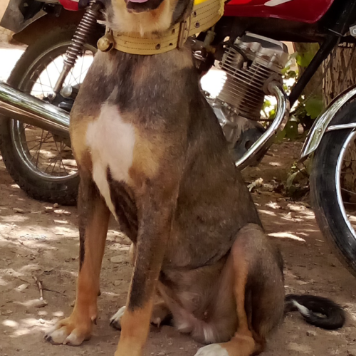 سگ پژدر نجات خالص