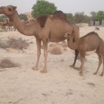 فروش یک عددشترزاییده با کره ماده