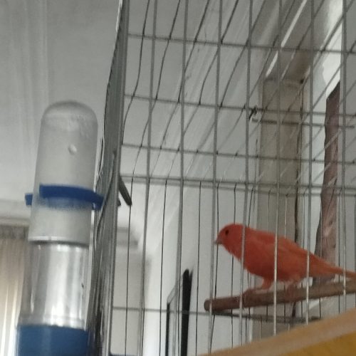 پرنده قناری