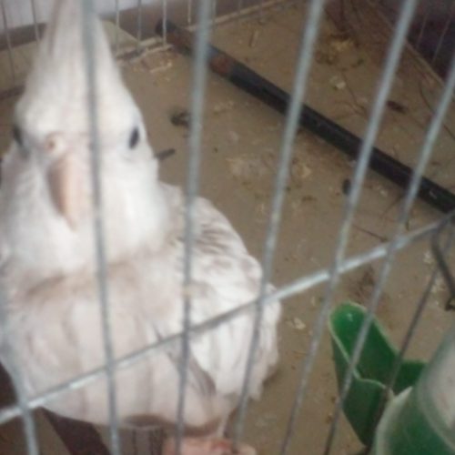 دو‌‌‌‌جفت‌‌‌‌‌‌پرنده‌‌‌‌و‌‌‌‌قفس‌‌‌‌‌وغذا