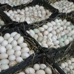 تخم اردک نطفه دار درصد بالا 90