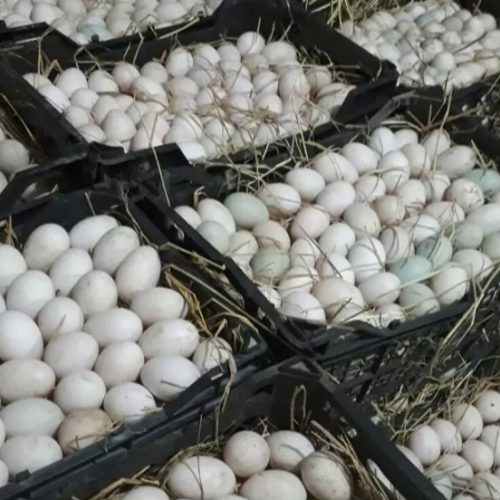 تخم اردک نطفه دار درصد بالا 90