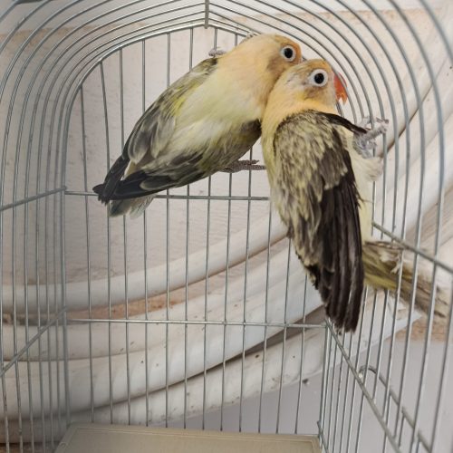 طوطی برزیلی یووینگ