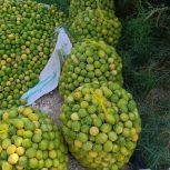 فروش باغ لیمو 250عدد