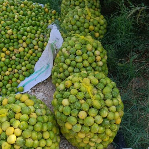 فروش باغ لیمو 250عدد