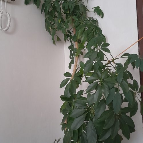 گل و گیاه تزئینی