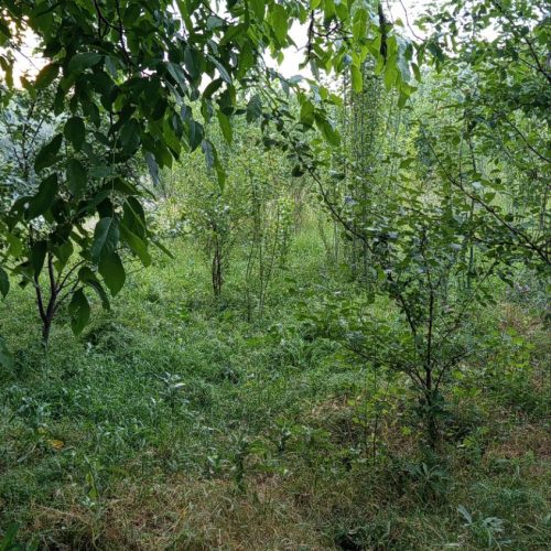 فروش باغ در اقکند