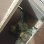 عروس پاریس مولد