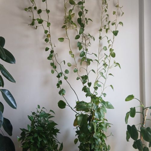 گل‌های‌آپارتمانی