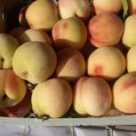 به سرمایه گذارنیازمندیم