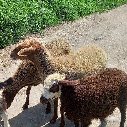 گوسفند وره مار و آبستن