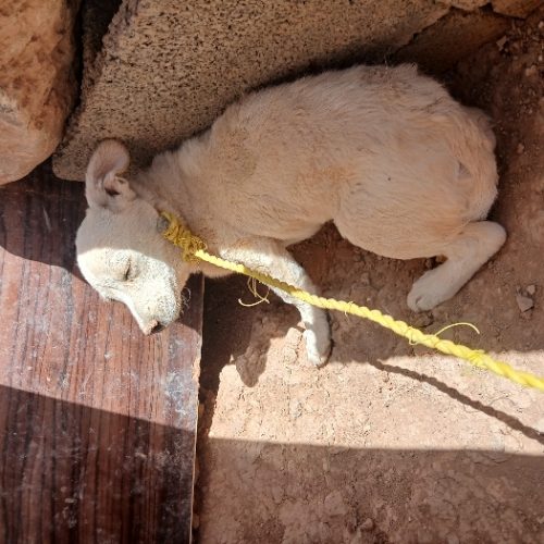 سگ ماده معاوضه با کبوتر