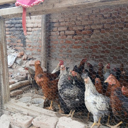 جوجه محلی بزرگ 150 تومان