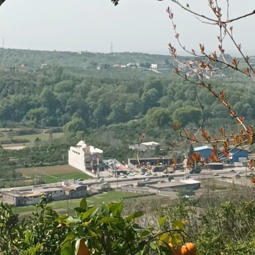 فروش فوری  زمین باغی