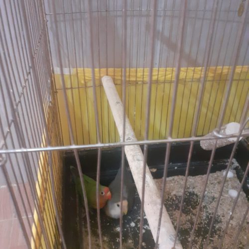 طوطی برزیلی با قفس و لوازم