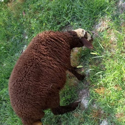 گوسفند وره مار و آبستن