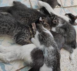 واگذاری گربه