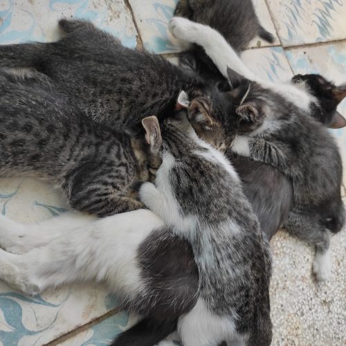 واگذاری گربه