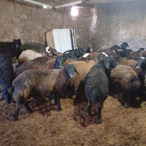 گوسفند زنده
