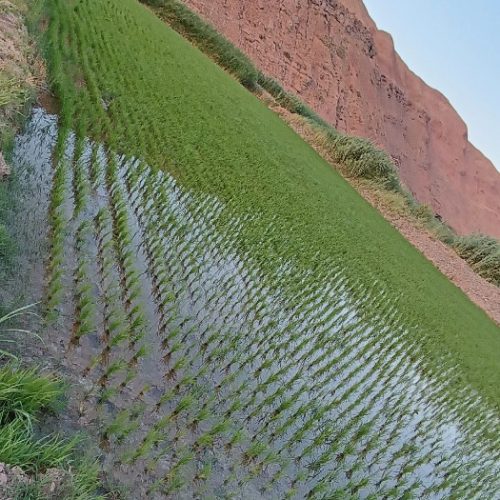 زمین ۵۰۰۰ متری با برنج به فروش میرسد