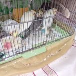 فروش جوجه عروس هلندی