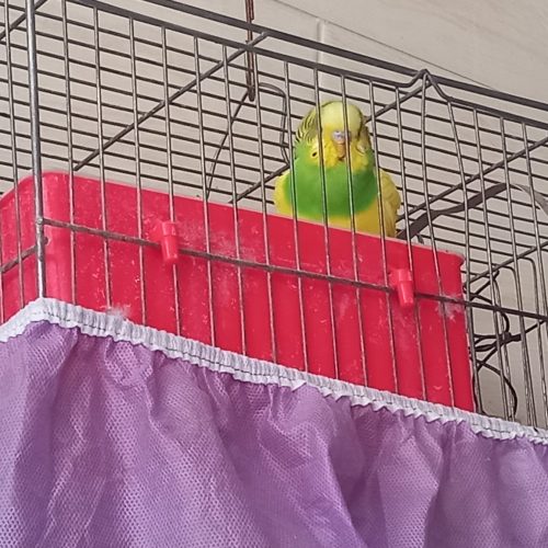 دوجفت مرغ عشق زیبا