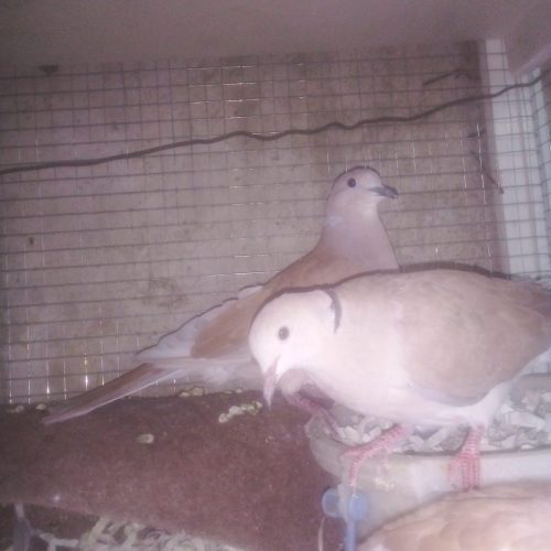 4 عدد یا کریم با قفس دست ساز عالی است